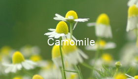 Camomile